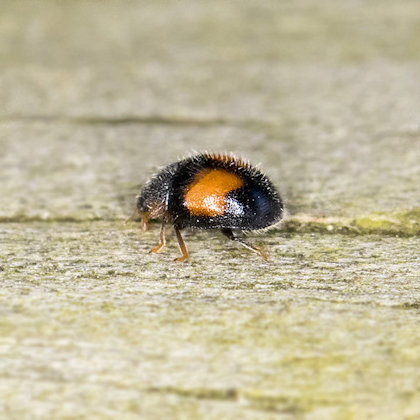 Ladybird (Diomus notescens) (Diomus notescens)